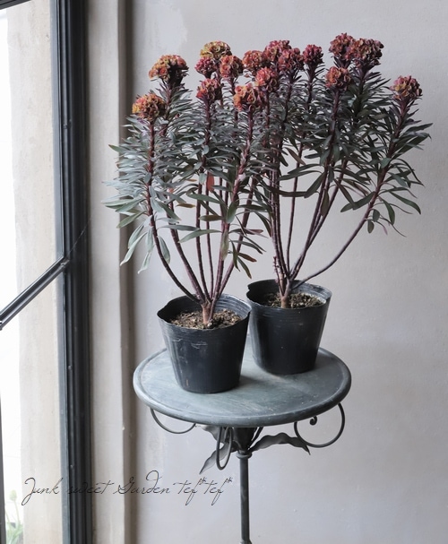 ���Х桼�ե���ӥ����إ֥�å��С��ɡ�