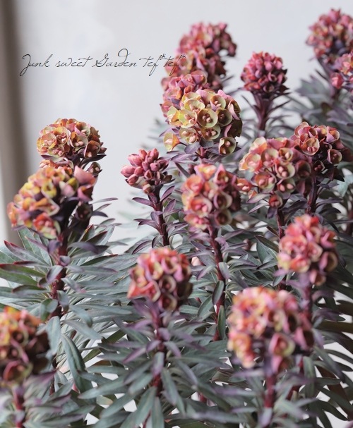 ���Х桼�ե���ӥ����إ֥�å��С��ɡ�