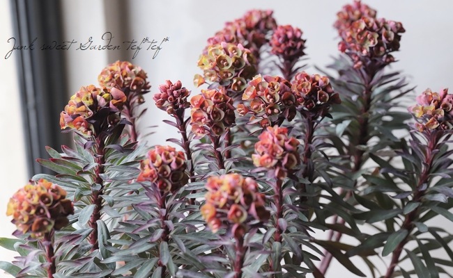 ���Х桼�ե���ӥ����إ֥�å��С��ɡ�