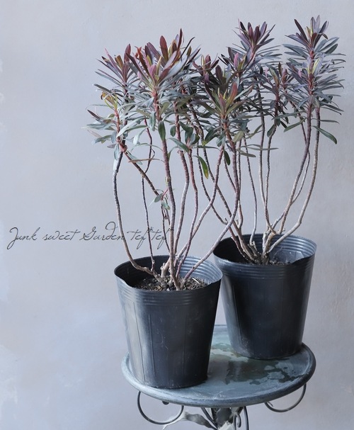 ���Х桼�ե���ӥ����إ֥�å��С��ɡ�