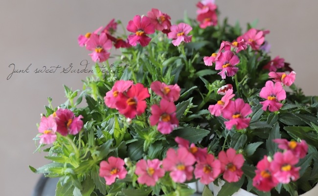 �ɺ��ͥ᥷�������󥵥����ץ饹���إ�ȥ�����꡼�١�
