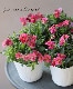 �ɺ��ͥ᥷�������󥵥����ץ饹���إ�ȥ�����꡼�١�