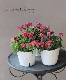 �ɺ��ͥ᥷�������󥵥����ץ饹���إ�ȥ�����꡼�١�