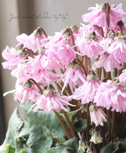 シクラメン 『天使のはね』 極上1点物！ピンク系変異型 | すべての商品