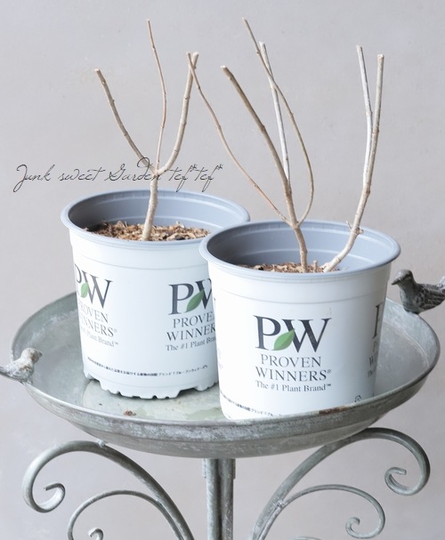 ピラミッド紫陽花・ノリウツギ 『リトルライム』 コンパクト品種