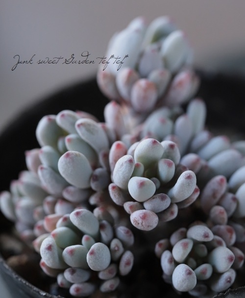 ¿ʪ إ֥롼ӡ١ץȥڥ°Ȥ꡼