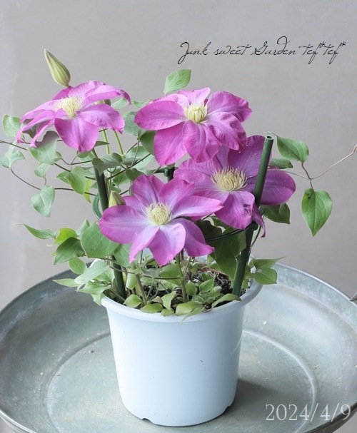 Ȭ�ź餭����ޥ������إ�������� ���