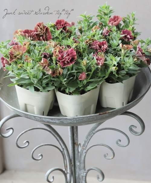 花芳オリジナル】 2024最新品種！八重咲きペチュニア・ジュリエット