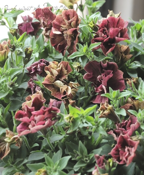 花芳オリジナル】 2024最新品種！八重咲きペチュニア・ジュリエット