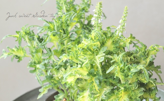 ���ꥦ�����Х�åƥ����إ��ʥꥢ��