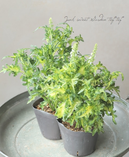 ���ꥦ�����Х�åƥ����إ��ʥꥢ��