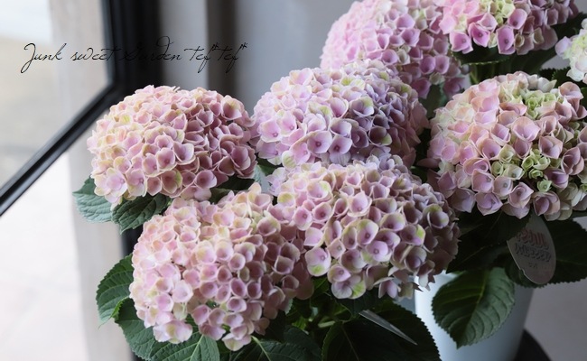 61 以上節約 紫陽花 マジカルレボリューション ビター Www Anavara Com 61 以上節約 紫陽花 マジカルレボリューション ビター Www Anavara Com