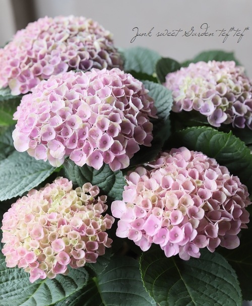 秋色紫陽花品種 『マジカルレボリューション』 ピンク系 | すべての