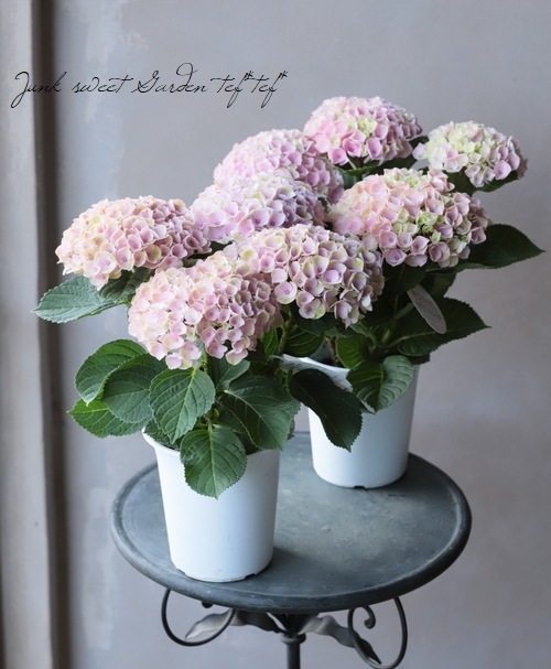 向付 5客 朝顔型 染付 明治 銘 竜 龍 ドラゴン 美品 向付 5客 朝顔型 染付 明治 銘 竜 龍 ドラゴン 美品 龍(