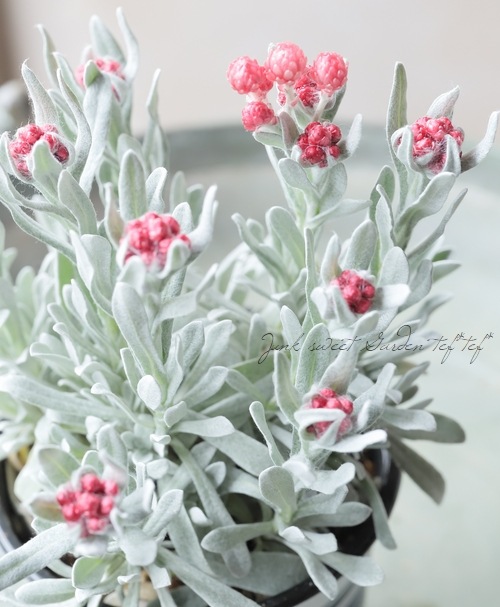 ʽɺ إꥯꥵ إåɥ奨