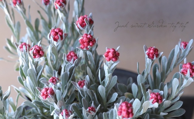 ʽɺ إꥯꥵ إåɥ奨