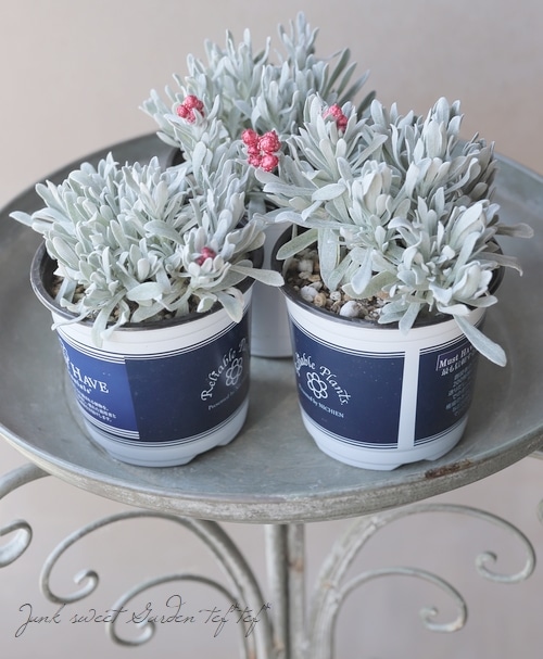 ʽɺ إꥯꥵ إåɥ奨