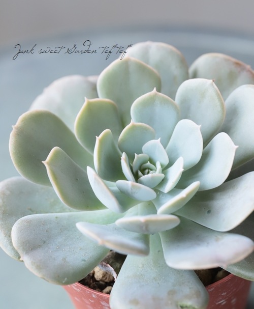 多肉植物】 『ルンヨニー』 エケベリア属☆ | すべての商品 | | Junk