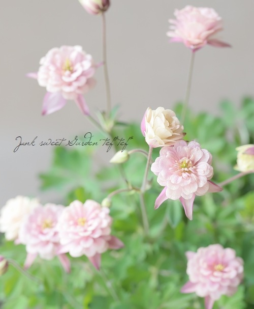 LUXURY SELECTION】tef*tef*オリジナル！八重咲きオダマキ