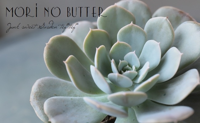 ��¿����ʪ�� �إ���ˡ��١������٥ꥢ°��