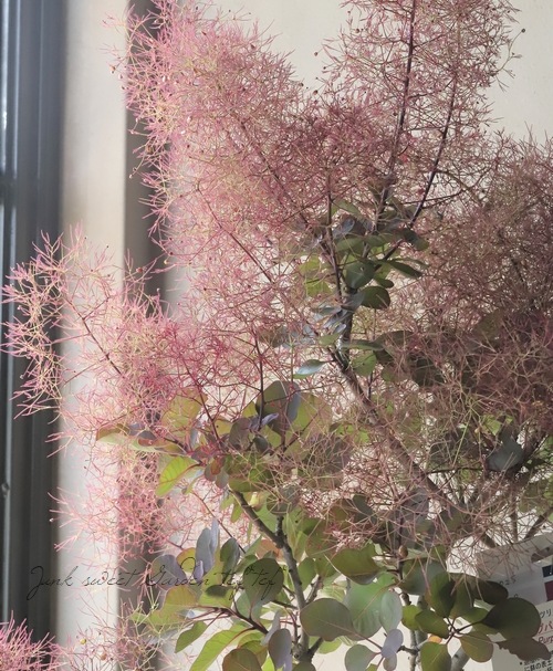 スモークツリー マゼンタ 特大株