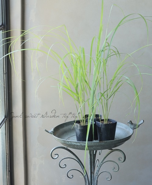 T*ス様 シンメトリカ 10稜 木質化 写真だと分かり難いですが 端から約8セン ユーフォルビア シンメトリカ