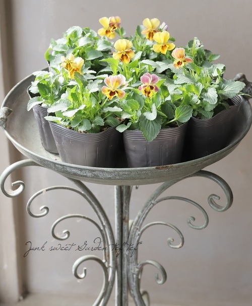 ☆みもとビオラ 『アジアンビューティ』2025最新品種！ | すべての商品