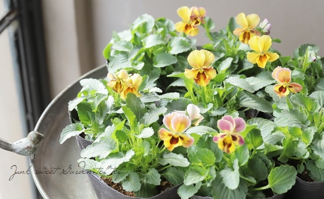 ☆みもとビオラ 『アジアンビューティ』2025最新品種！ | すべての商品