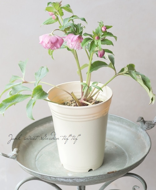 クリスマスローズ 『川久保交配・超多弁ダブル』 2026【No.2