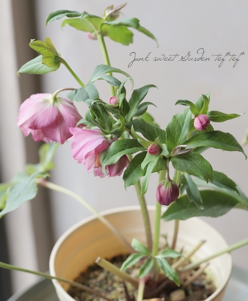 クリスマスローズ 『川久保交配・超多弁ダブル』 2026【No.2