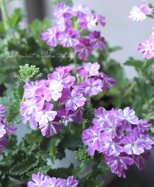 ���ܷϥС��٥ʡ���ʥ����إȥ������󥯥롦�ѡ��ץ륹������