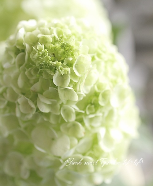 柏葉紫陽花 コンパクト品種 ハーモニー Flower Species アジサイ Junk Sweet Garden Tef Tef 柏葉紫陽花 コンパクト品種 ハーモニー Flower Species アジサイ Junk Sweet Garden Tef Tef