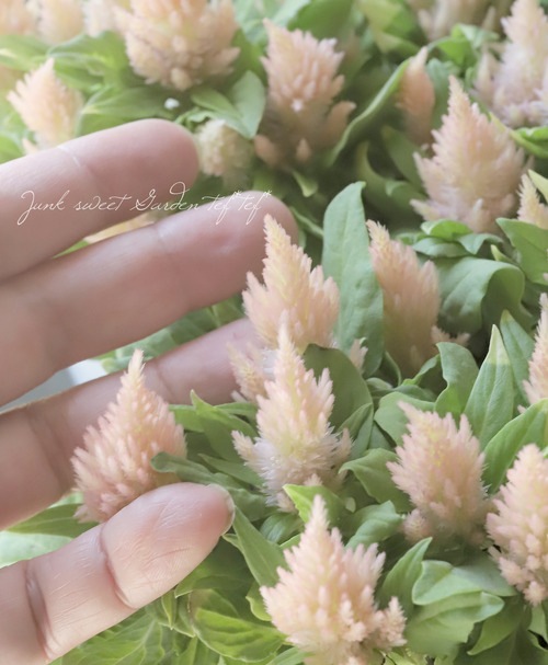 �˾��إ������� �إ����� �١������¿γ�����������ȥ�)