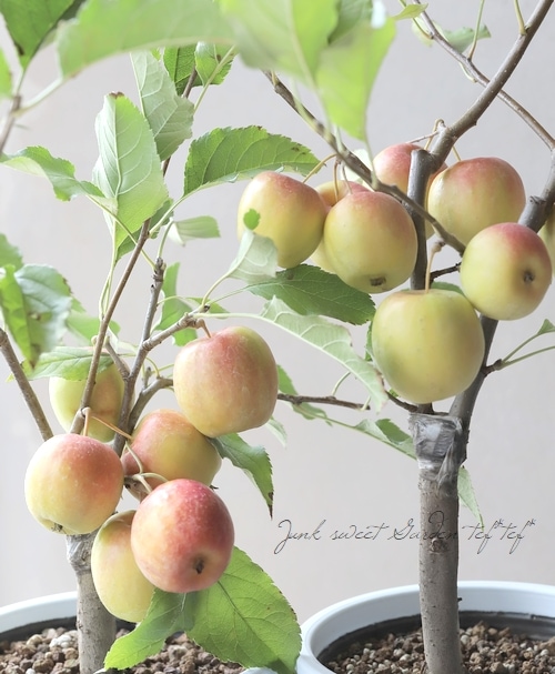 果樹】 『アルプスの乙女リンゴ』 | すべての商品 | | Junk sweet