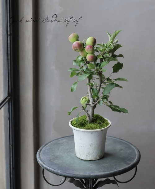 果樹】 『アルプスの乙女リンゴ』 | すべての商品 | | Junk sweet