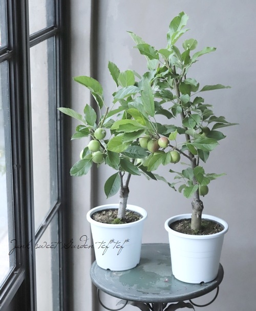 果樹】 『アルプスの乙女リンゴ』 | すべての商品 | | Junk sweet