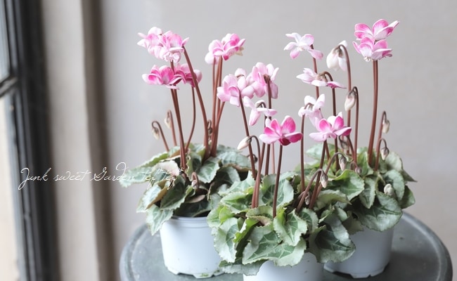 八重シクラメン・ララシリーズ 『チェリーホワイト』 | Flower Species