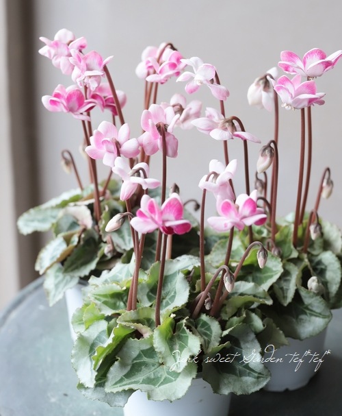 八重シクラメン・ララシリーズ 『チェリーホワイト』 | Flower Species