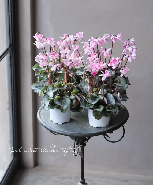 八重シクラメン・ララシリーズ 『チェリーホワイト』 | Flower Species