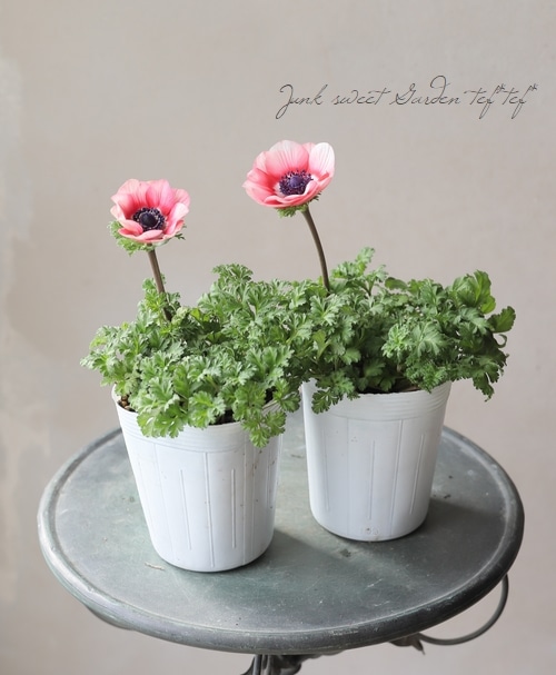 2年物！】アネモネ 『スプラッシュレッド』 | すべての商品 | | Junk