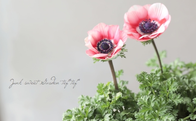 2年物！】アネモネ 『スプラッシュレッド』 | すべての商品 | | Junk