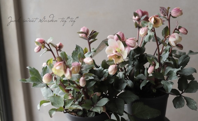 5_000000015191.jpg?1678209903