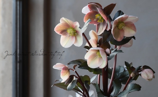 クリスマスローズ 『ピンクフロスト』 | すべての商品 | | Junk sweet