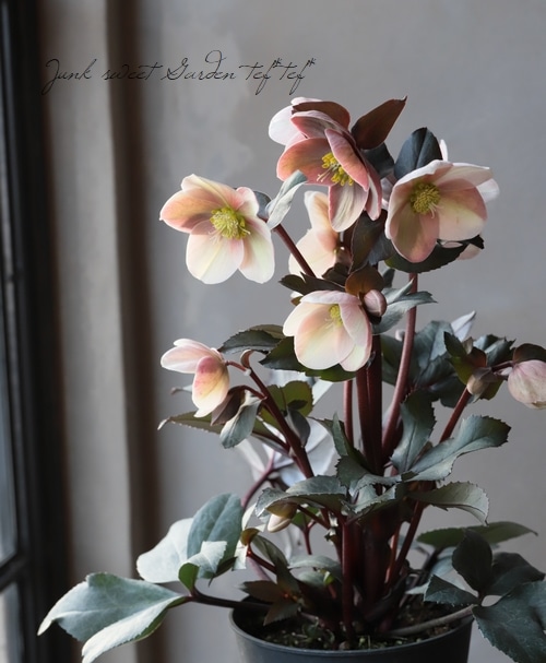 クリスマスローズ 『ピンクフロスト』 | すべての商品 | | Junk sweet