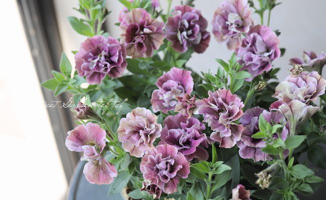 八重咲きペチュニア ジュリエット モダンローズ すべての商品 Junk Sweet Garden Tef Tef