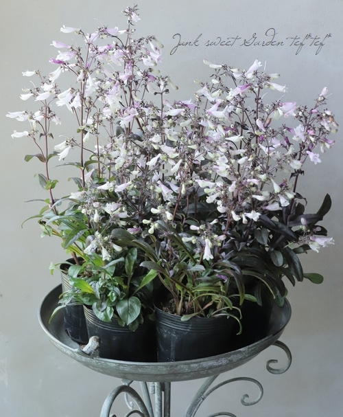 銅葉ペンステモン 『ダークタワー』 | すべての商品 | | Junk sweet