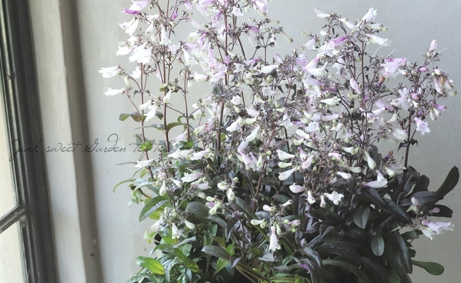 銅葉ペンステモン 『ダークタワー』 | すべての商品 | | Junk sweet