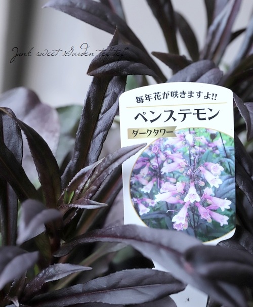 銅葉ペンステモン 『ダークタワー』 | すべての商品 | | Junk sweet