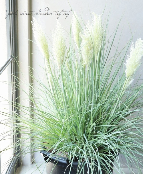 高品質★超特大130㎝　パンパスグラス10本 imgrc0110376884.jpg