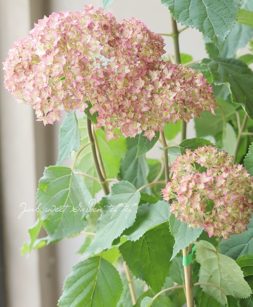 紫陽花アナベル ピンクアナベル『ベラアナ』 | すべての商品 | | Junk